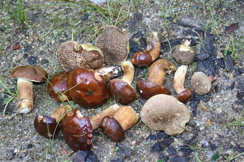 Obrázek v galerii